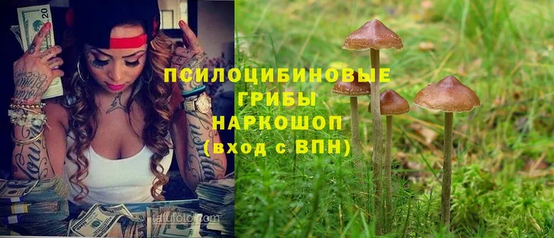 Псилоцибиновые грибы Psilocybe  гидра как войти  Белёв 